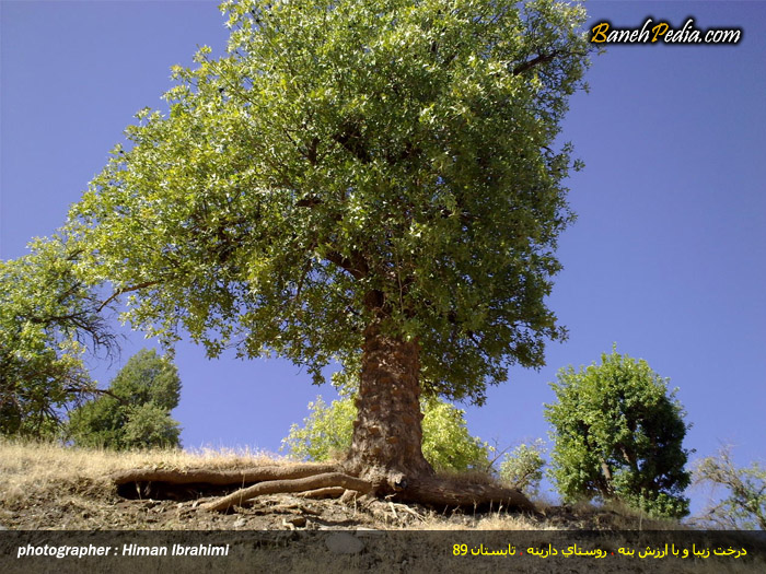بانه پدیا:درباره بانه - برداشت شیره سقز از درختان بنه شهرستان بانه