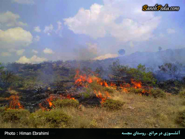 حریق در جنگل
