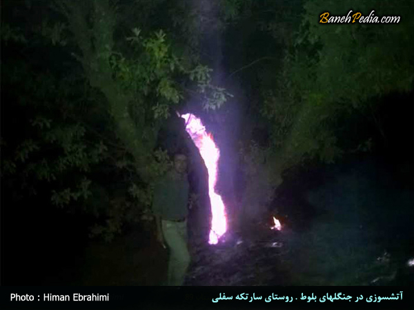 آتشسوزی در جنگلها ی بلوط